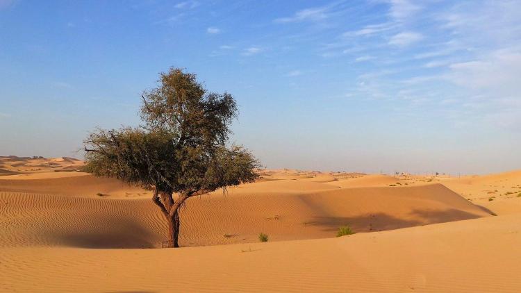 Cambio climático: El Papa pide "esfuerzos valientes, cooperativos y con visión de futuro" Cambio climático: El Papa pide "esfuerzos valientes, cooperativos y con visión de futuro"