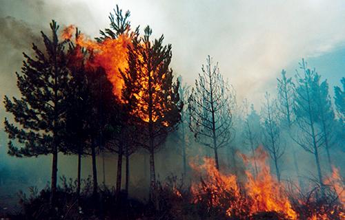 Caritas Chile en acción para prevenir el aumento de incendios forestales Caritas Chile en acción para prevenir el aumento de incendios forestales