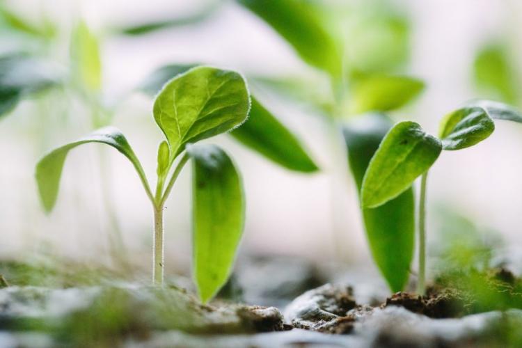El 4 de octubre, una segunda Laudato si' contra la 'guerra mundial a la Casa Común' El 4 de octubre, una segunda Laudato si' contra la 'guerra mundial a la Casa Común'