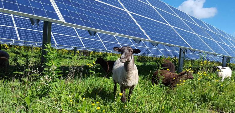 El Vaticano construirá una planta de energía solar cerca de Roma El Vaticano construirá una planta de energía solar cerca de Roma